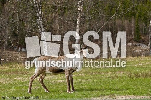 Rentier (4 von 8).jpg